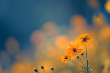 科学小实验的制作过程