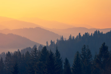 薰衣草精油和茶树精油怎么搭配用