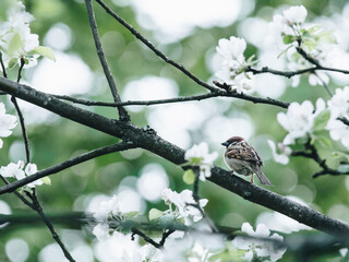 现在桂花开花用施肥吗？