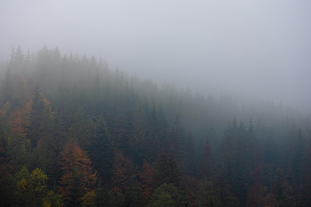 新冠肺炎手抄报内容